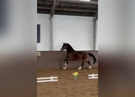 Hannoveraan, Ruin, 4 Jaar, 170 cm, Donkerbruin