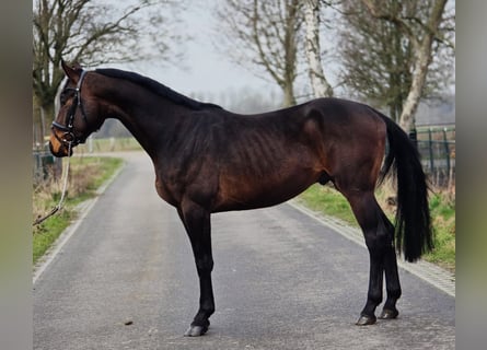 Hannoveraan, Ruin, 4 Jaar, 170 cm, Donkerbruin