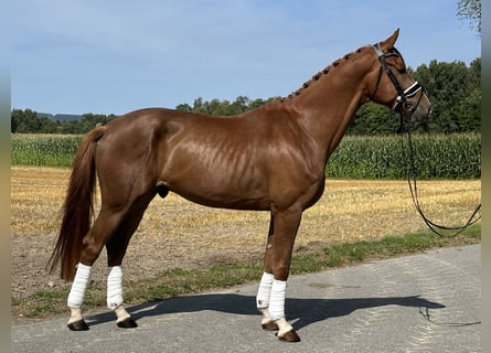 Hannoveraan, Ruin, 4 Jaar, 170 cm, Donkere-vos