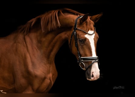 Hannoveraan, Ruin, 4 Jaar, 170 cm, Vos