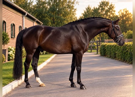 Hannoveraan, Ruin, 4 Jaar, 170 cm, Zwart