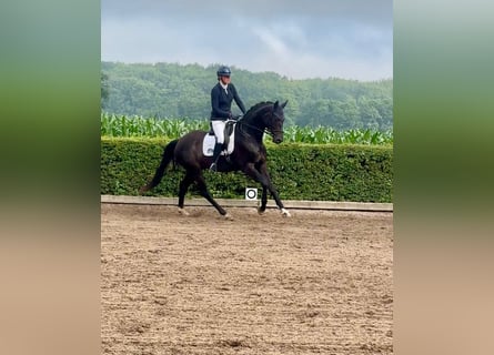 Hannoveraan, Ruin, 4 Jaar, 170 cm, Zwart
