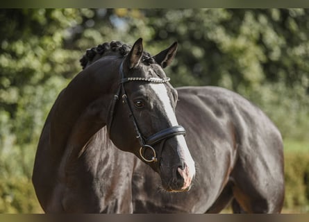 Hannoveraan, Ruin, 4 Jaar, 170 cm, Zwart