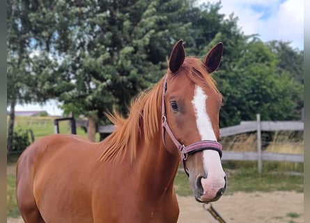 Hannoveraan, Ruin, 4 Jaar, 171 cm, Vos