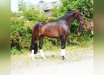 Hannoveraan, Ruin, 4 Jaar, 172 cm, Bruin