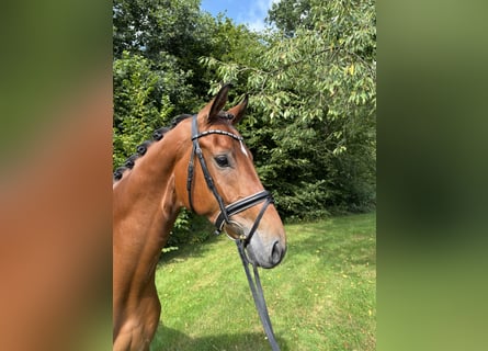 Hannoveraan, Ruin, 4 Jaar, 172 cm, Bruin