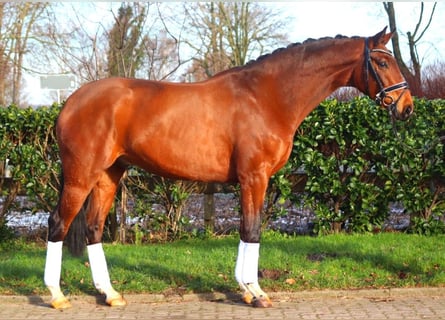 Hannoveraan, Ruin, 4 Jaar, 172 cm, Bruin