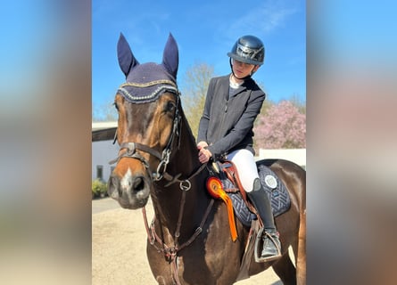 Hannoveraan, Ruin, 4 Jaar, 172 cm, Bruin