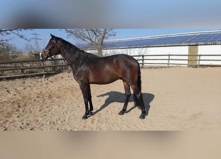 Hannoveraan, Ruin, 4 Jaar, 172 cm, Donkerbruin