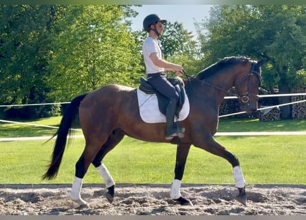 Hannoveraan, Ruin, 4 Jaar, 173 cm, Bruin