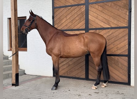 Hannoveraan, Ruin, 4 Jaar, 173 cm, Bruin