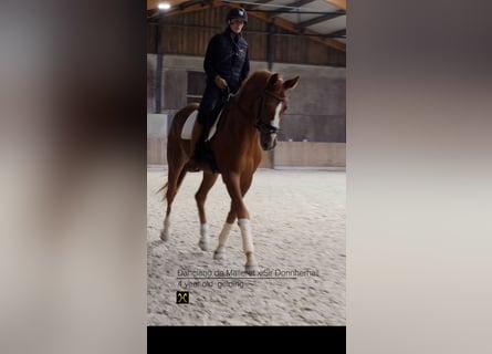 Hannoveraan, Ruin, 4 Jaar, 173 cm, Donkere-vos