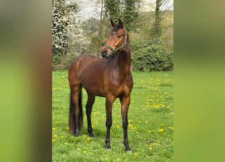 Hannoveraan, Ruin, 4 Jaar, 174 cm, Bruin