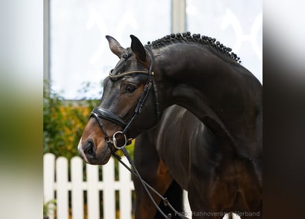 Hannoveraan, Ruin, 4 Jaar, 174 cm, Donkerbruin