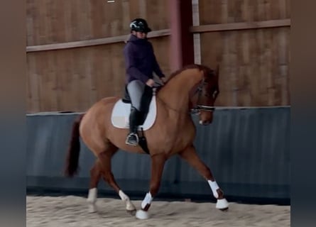 Hannoveraan, Ruin, 4 Jaar, 174 cm, Vos