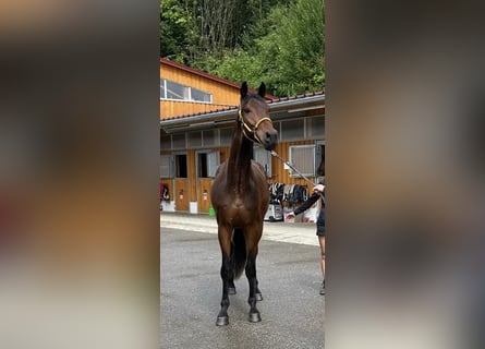 Hannoveraan, Ruin, 4 Jaar, 175 cm, Donkerbruin