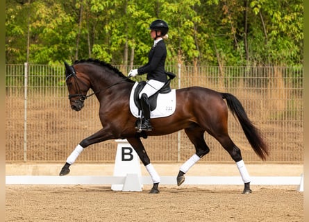 Hannoveraan, Ruin, 4 Jaar, 176 cm, Bruin