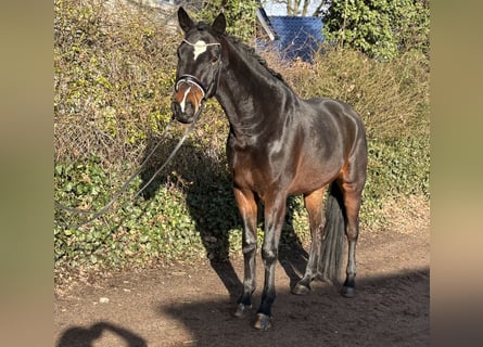 Hannoveraan, Ruin, 4 Jaar, 177 cm, Donkerbruin