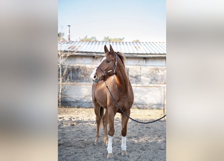 Hannoveraan, Ruin, 4 Jaar, 180 cm, Vos