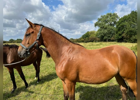 Hannoveraan, Ruin, 4 Jaar, Bruin