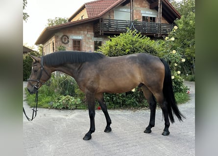 Hannoveraan, Ruin, 5 Jaar, 160 cm, Bruin