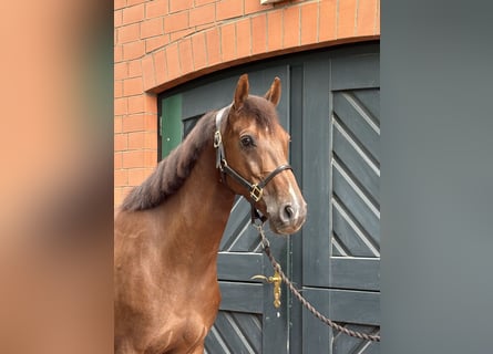 Hannoveraan, Ruin, 5 Jaar, 162 cm, Donkere-vos