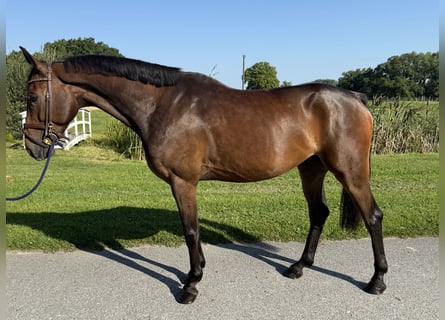 Hannoveraan, Ruin, 5 Jaar, 163 cm, Bruin