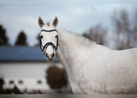 Hannoveraan, Ruin, 5 Jaar, 163 cm, Schimmel