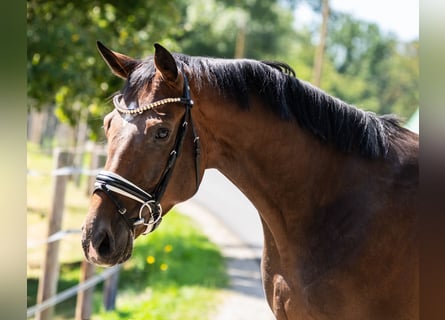 Hannoveraan, Ruin, 5 Jaar, 166 cm, Donkerbruin