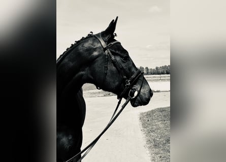 Hannoveraan, Ruin, 5 Jaar, 166 cm, Donkerbruin