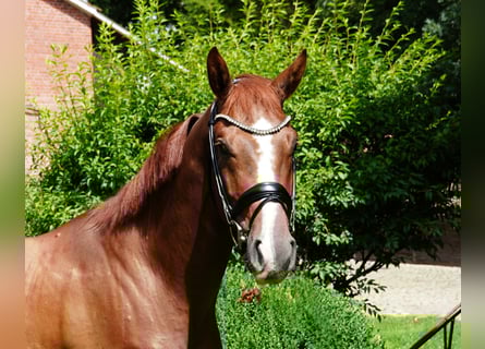 Hannoveraan, Ruin, 5 Jaar, 166 cm, Donkere-vos