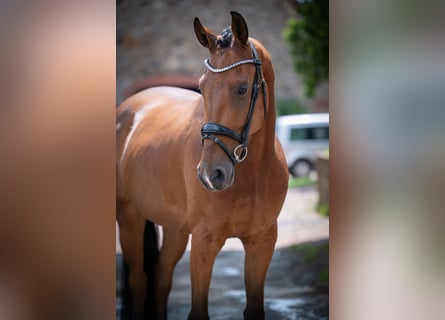 Hannoveraan, Ruin, 5 Jaar, 167 cm, Bruin