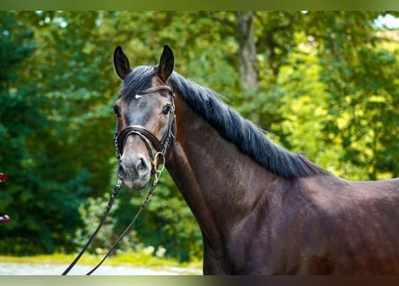 Hannoveraan, Ruin, 5 Jaar, 167 cm, Donkerbruin