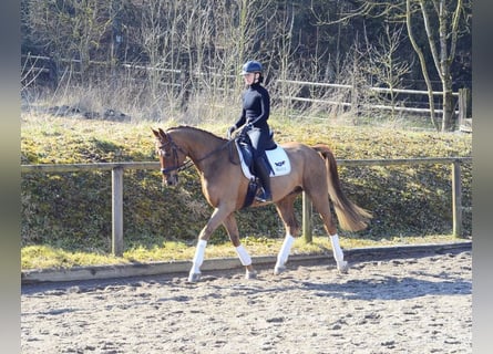 Hannoveraan, Ruin, 5 Jaar, 167 cm, Vos