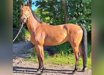 Hannoveraan, Ruin, 5 Jaar, 168 cm, Brauner