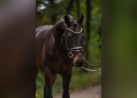 Hannoveraan, Ruin, 5 Jaar, 168 cm, Bruin