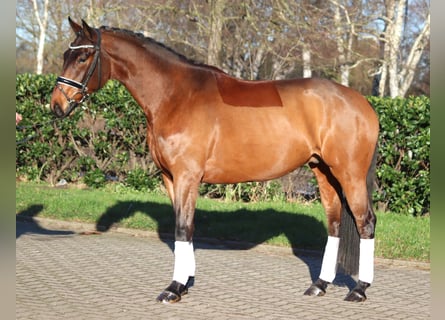 Hannoveraan, Ruin, 5 Jaar, 168 cm, Bruin