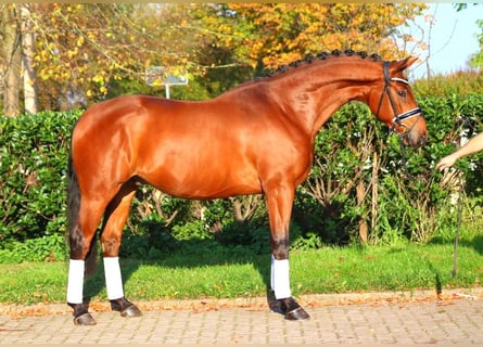 Hannoveraan, Ruin, 5 Jaar, 168 cm, Bruin
