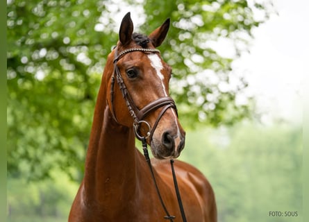 Hannoveraan, Ruin, 5 Jaar, 168 cm, Bruin