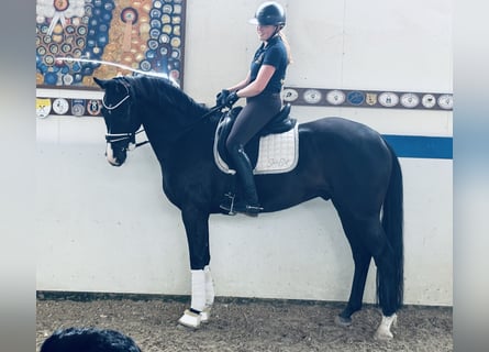 Hannoveraan, Ruin, 5 Jaar, 168 cm, Donkerbruin