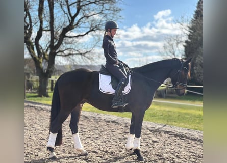 Hannoveraan, Ruin, 5 Jaar, 168 cm, Donkerbruin