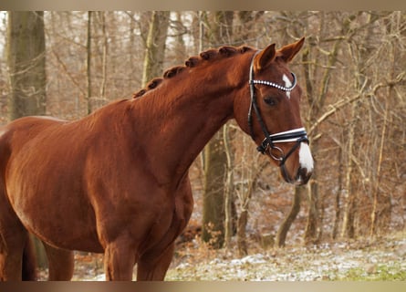 Hannoveraan, Ruin, 5 Jaar, 168 cm, Donkere-vos
