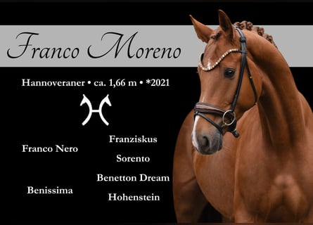 Hannoveraan, Ruin, 5 Jaar, 168 cm, Vos