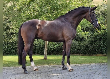 Hannoveraan, Ruin, 5 Jaar, 168 cm, Zwart