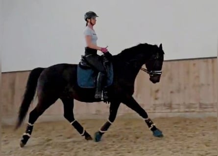 Hannoveraan, Ruin, 5 Jaar, 168 cm, Zwartbruin