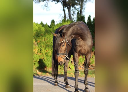 Hannoveraan, Ruin, 5 Jaar, 169 cm, Donkerbruin