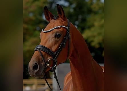 Hannoveraan, Ruin, 5 Jaar, 170 cm, Bruin