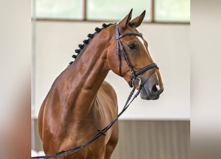 Hannoveraan, Ruin, 5 Jaar, 170 cm, Bruin