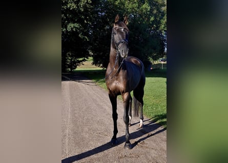 Hannoveraan, Ruin, 5 Jaar, 170 cm