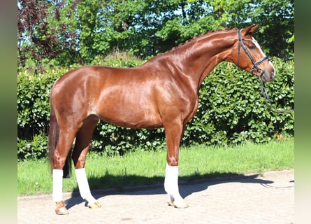 Hannoveraan, Ruin, 5 Jaar, 170 cm, Vos